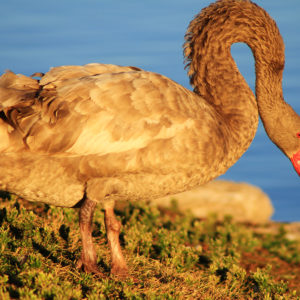 Swooping Swan