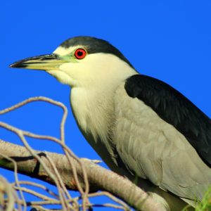 Black-crowned Night Heron in Tree