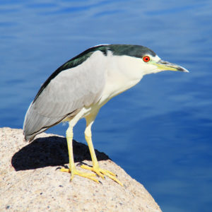 Black-crowned Night Heron