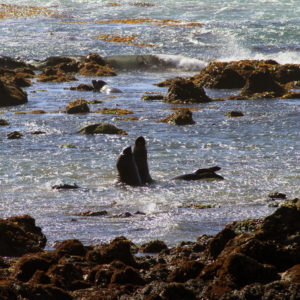 Elephant Seals at Play
