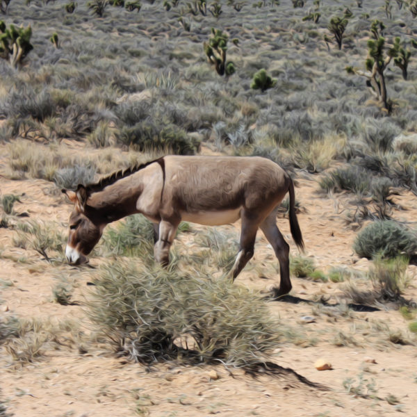 Burro in the desert