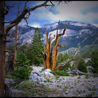 Glowing Tree