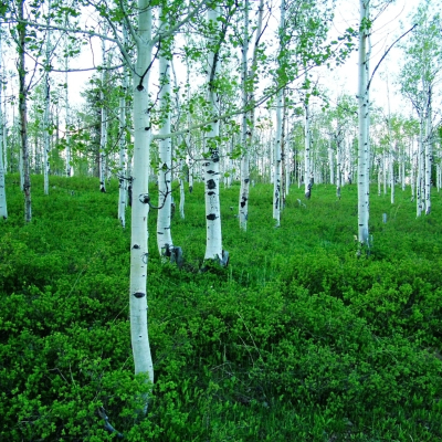 Trees of the Forest