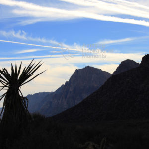 Desert Silhouette