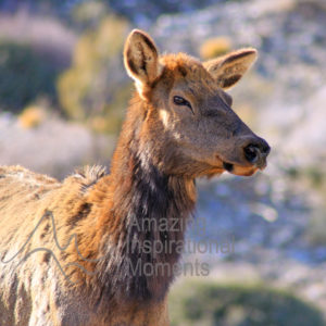 Elk at Cold Creek